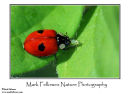 Two-spot ladybird Adalia bipunctata